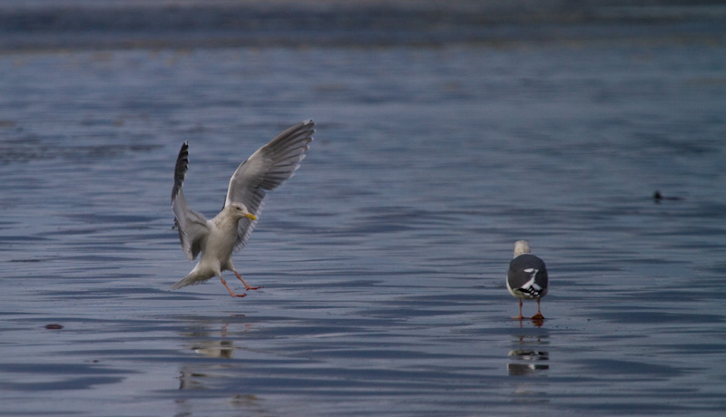 Gull Landing On Beach